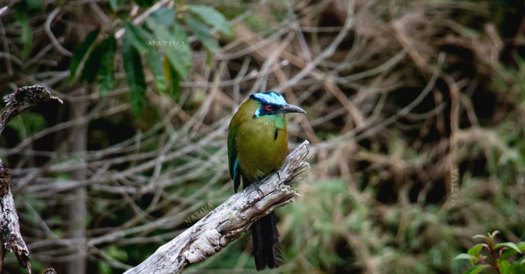 Nativa Picture of Iconic bird in Colombia in collaboration with Juan Pablo Giraldo