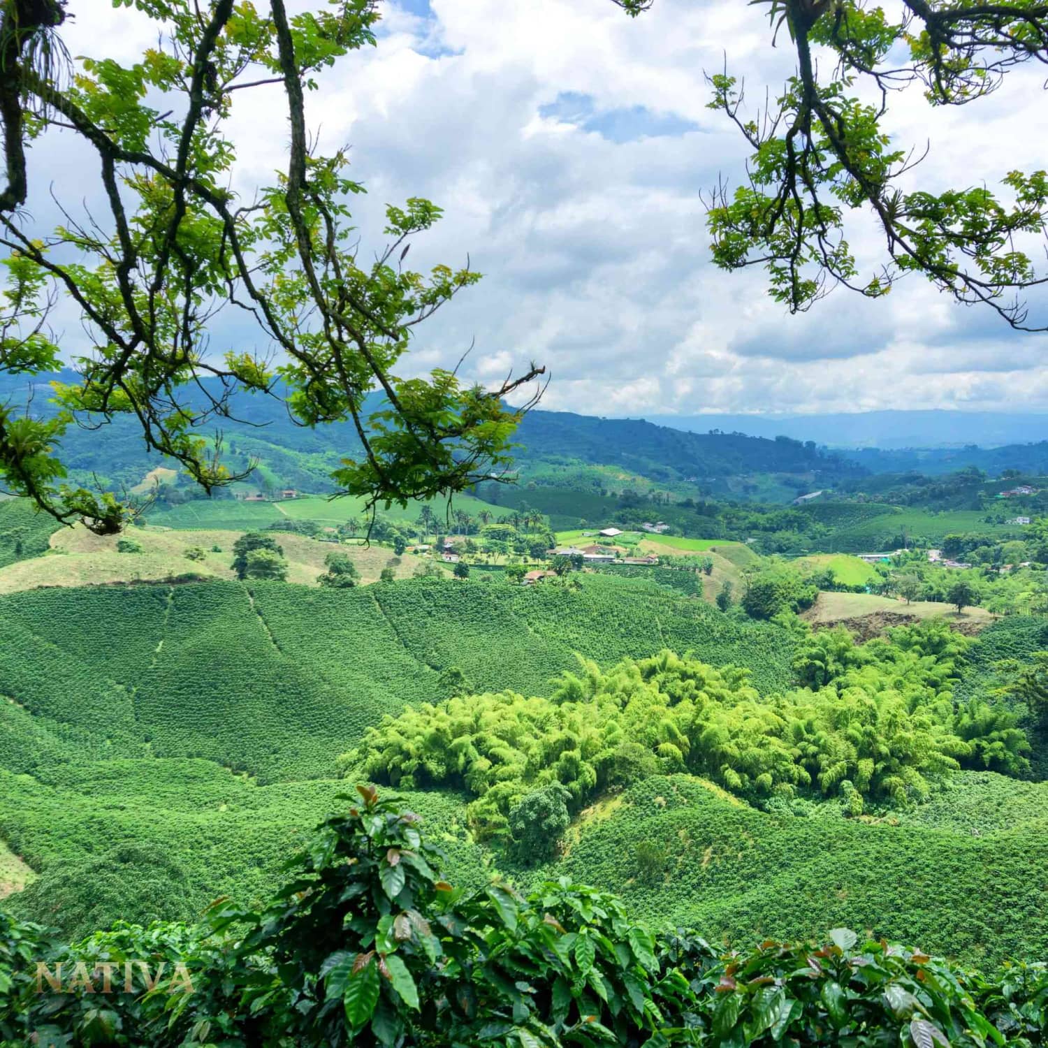 Picture of a mountain in Risaralda - Nativa Coffee