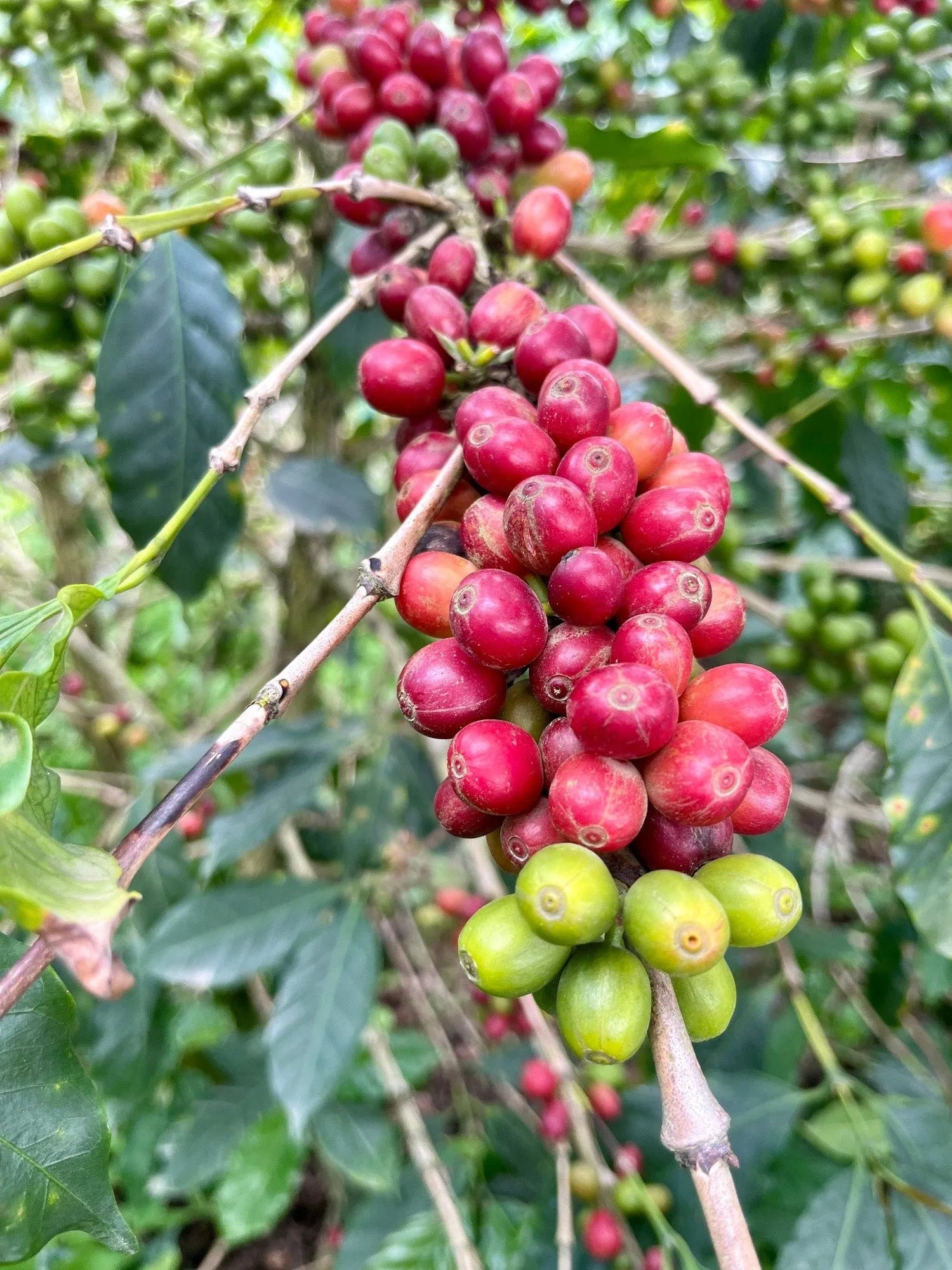 Arabica Castillo Coffee Variety