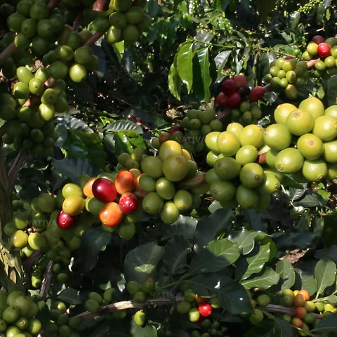 Coffee Arabica Tree - Nativa Specialty Coffee
