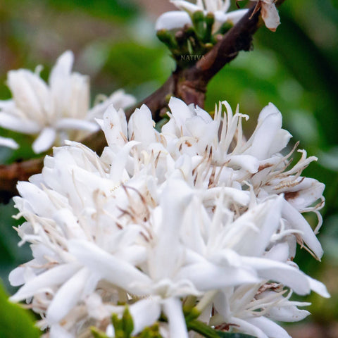 Photo Coffee Flower - Nativa Specialty Coffee