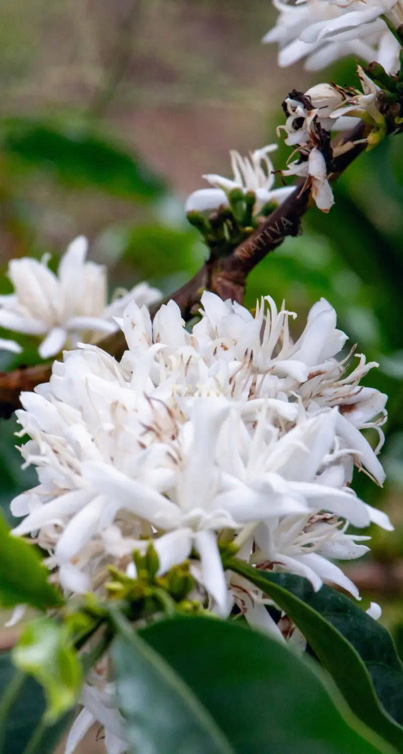 Flower of coffee arabica - Nativa Coffee