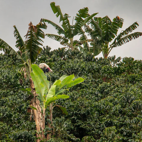Photo Risaralda - Taking Coffee