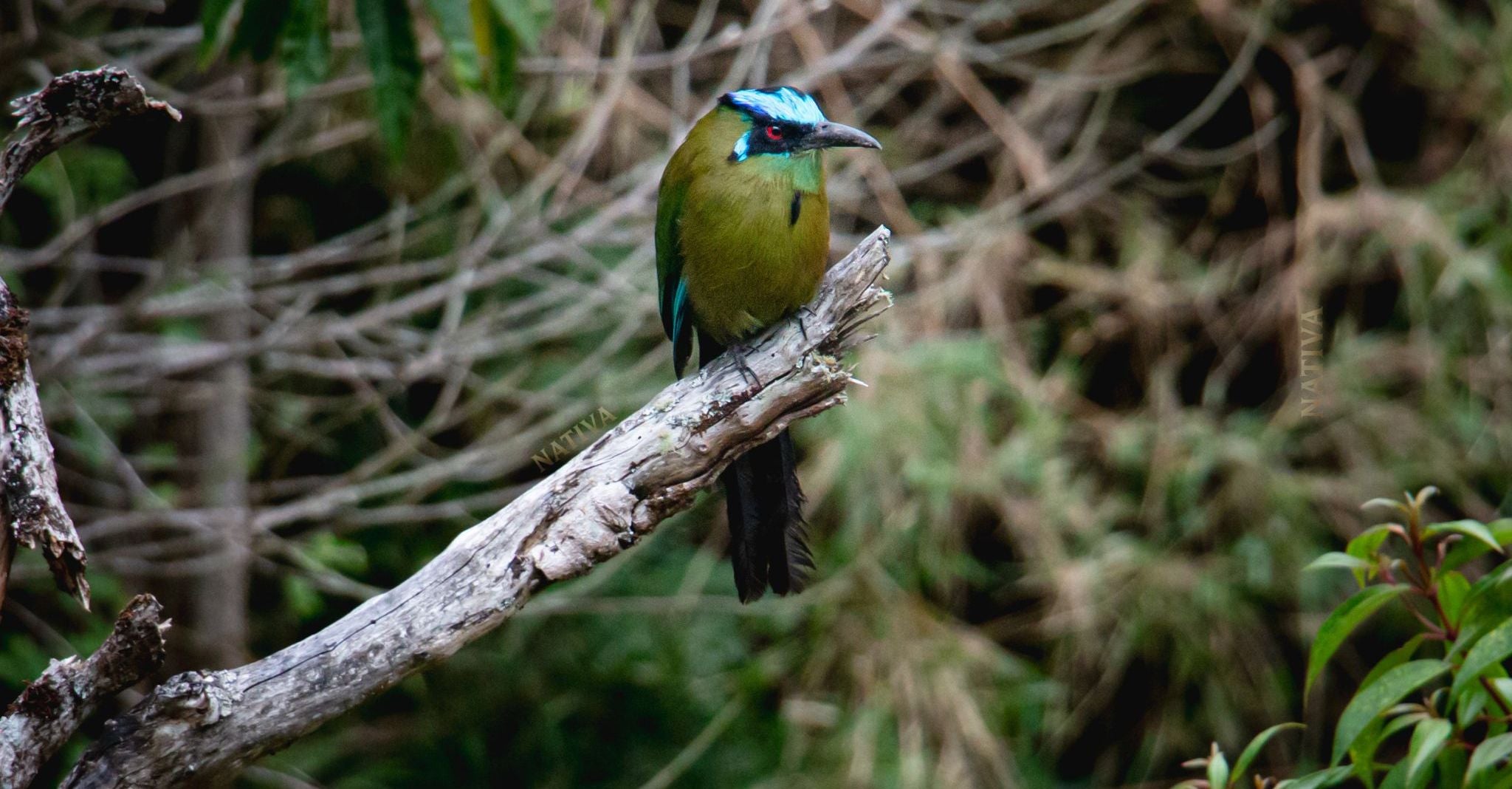 Nativa Picture collaboration with Juan Pablo Giraldo