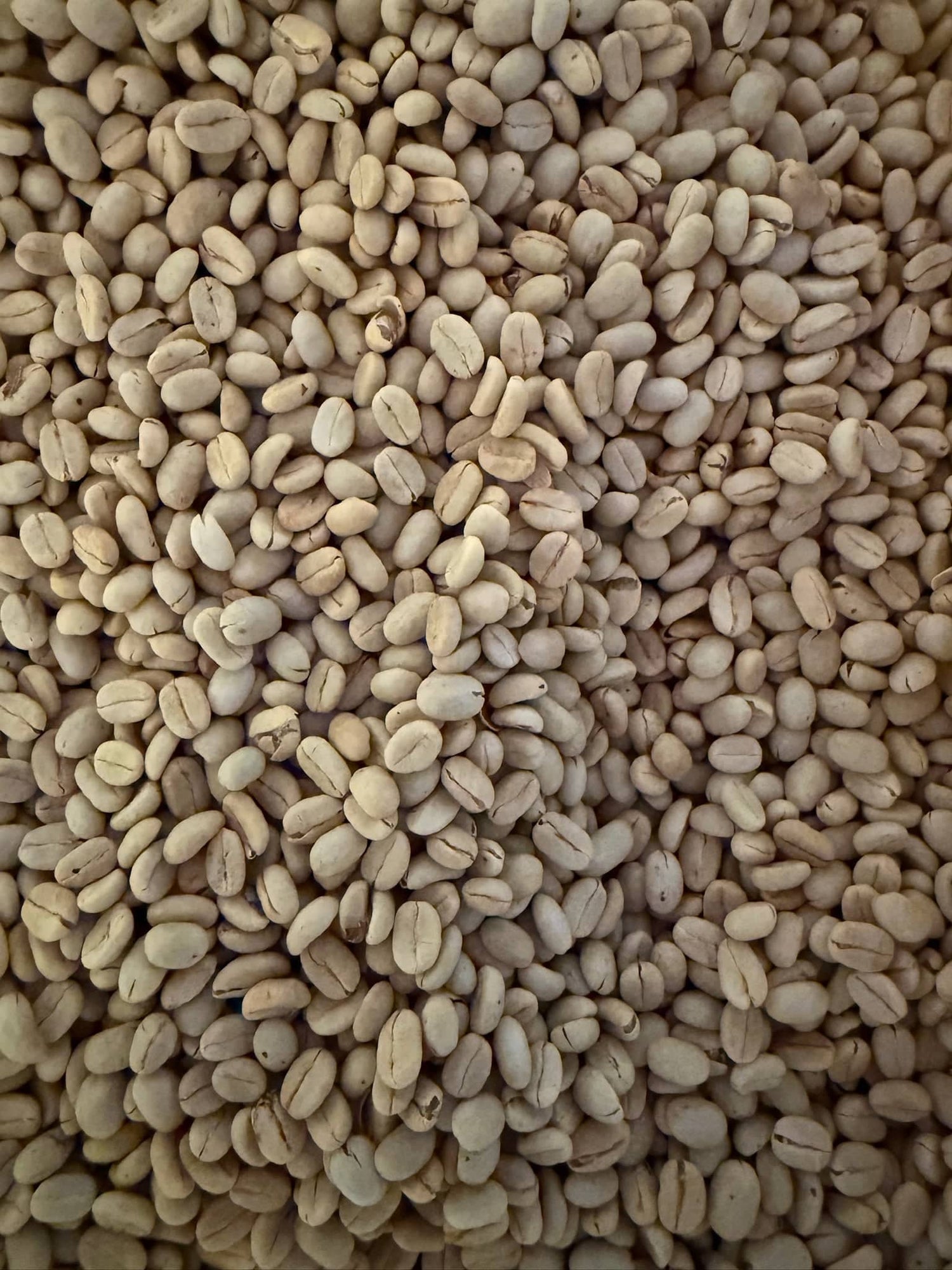 Washed Process Coffee