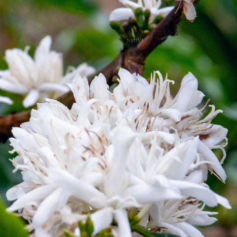 Photo Coffee Flower - Nativa Specialty Coffee