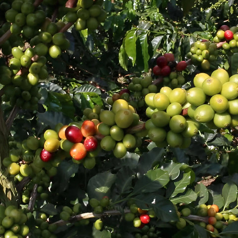Coffee Arabica Tree - Nativa Specialty Coffee