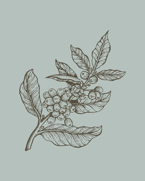 Illustration of a coffee plant with coffee on a light gray background