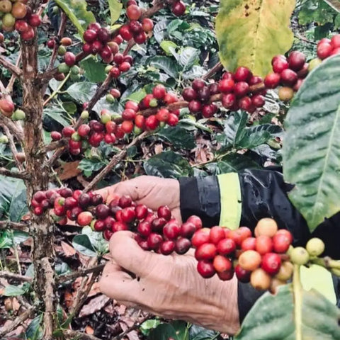 Hand holding red coffee berries on a coffee plant