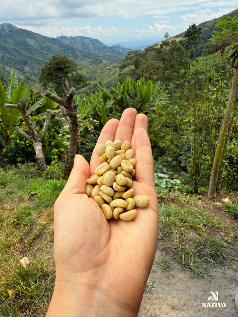 A hand holding a handful of pale green, unroasted coffee beans against a backdrop of lush, rolling hills.