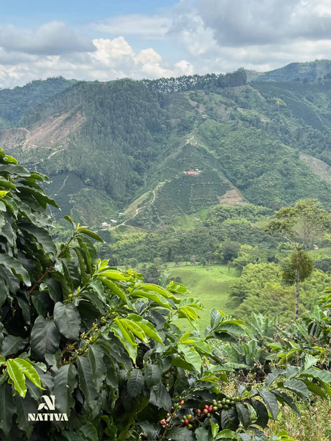 Scenic view of green hills with coffee plants and cherries, featuring the Nativa logo.