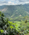 Mellow Morning - Caturro Coffee Washed Process