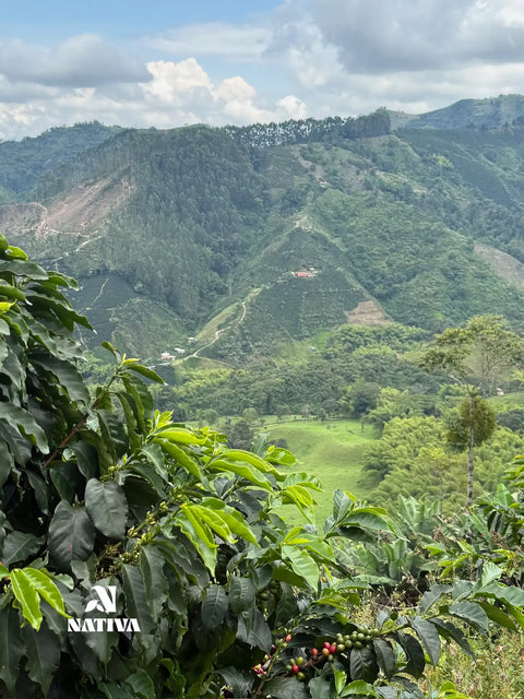Mellow Morning - Caturro Coffee Washed Process