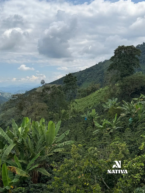 Mountain Peak - Castillo Coffee Washed Process