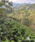 Mystic Valley - Tabi Coffee Washed Process