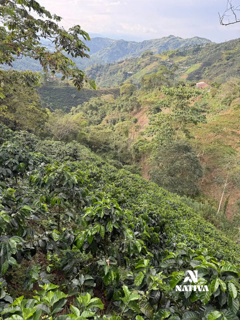 Mystic Valley - Tabi Coffee Washed Process