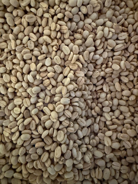 Washed Process Coffee