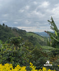 Revel Roast - Castillo Coffee Washed Process