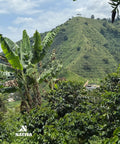 Velvet Sunrise - Caturro Coffee Natural Process