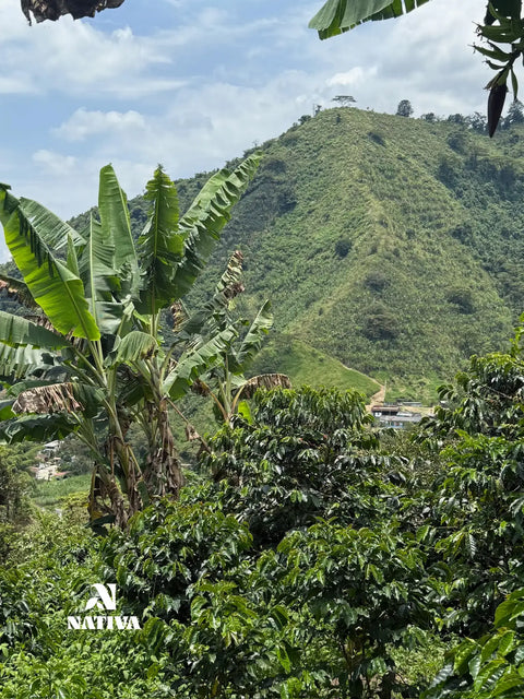 Velvet Sunrise - Caturro Coffee Natural Process