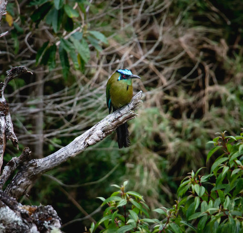 Green bird perched on a branch with a blurred natural background