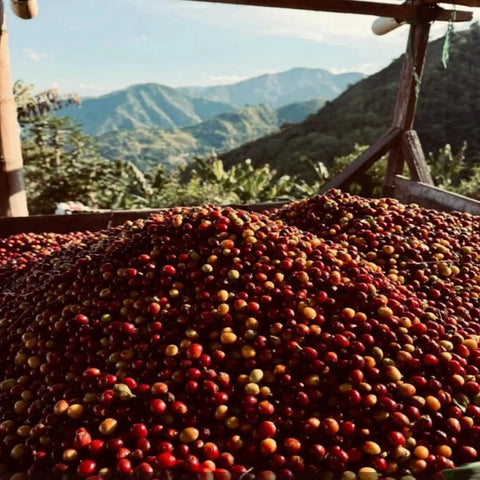 Pile of coffee cherries with a scenic mountain landscape from our farms in the background