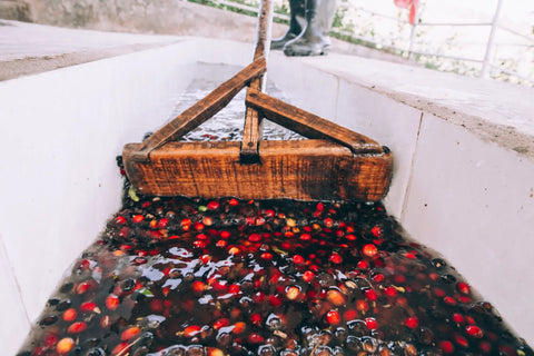 Weathered wooden coffee hulling tool resting in a trough filled with red and dark coffee cherries.